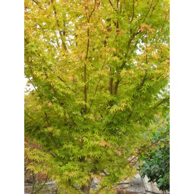 acer-sango-kaku-2