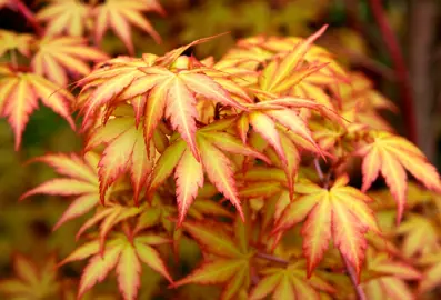 acer-sango-kaku-3