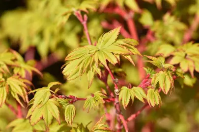 acer-winter-flame-