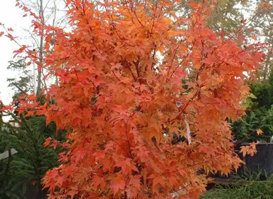 acer-winter-flame-3