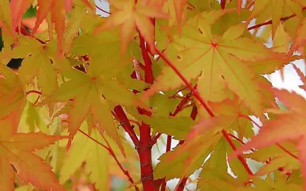 acer-winter-flame-4