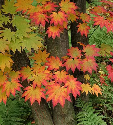 acer-pseudosieboldianum-