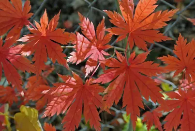 acer-pseudosieboldianum-2