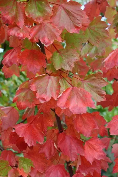 acer-rubrum-columnare-2