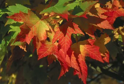 acer-rubrum-columnare-4