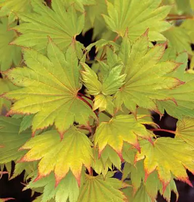 acer-shirasawanum-aureum-