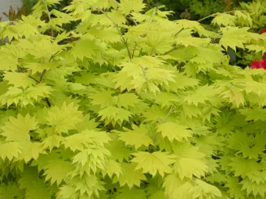 acer-shirasawanum-aureum-1