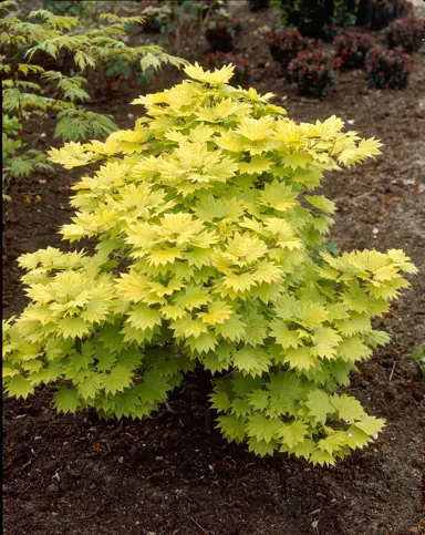 acer-shirasawanum-aureum-2