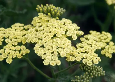 Achillea 'Anthea' yellow flowers.