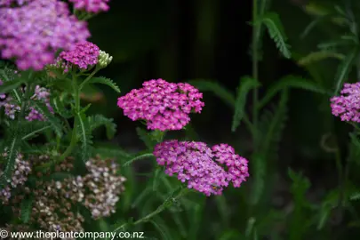 Achillea millefolium 'Cerise Queen' pink flowers and dark green foliage.