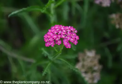 Achillea millefolium 'Cerise Queen' pink flower head.