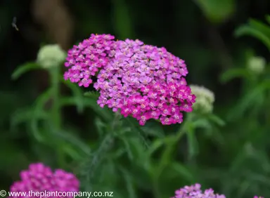 Achillea millefolium 'Cerise Queen' pink flowers.