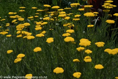 Achillea 'Moonshine' plants with yellow flowers and green foliage.