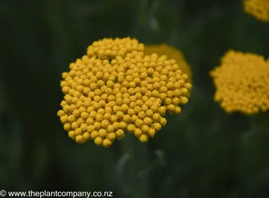 Achillea 'Moonshine' yellow flower.