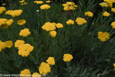 Achillea 'Moonshine' plants with yellow flowers and dense green foliage.