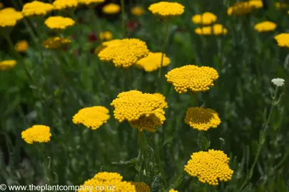 Achillea 'Moonshine' plants with yellow flowers.