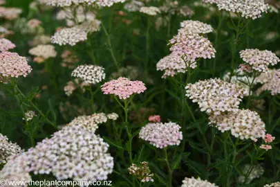 Achillea 'Salmon Beauty' plants with pink flowers and dark green foliage.