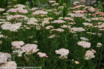 Achillea 'Salmon Beauty' plants in a garden.