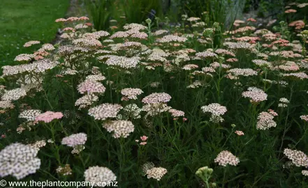 Achillea 'Salmon Beauty' plants with pink flowers.