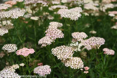 Achillea 'Salmon Beauty' plants with pink flowers fading to white with age.