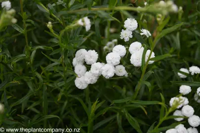 Achillea The Pearl with white flowers and dark green foliage.