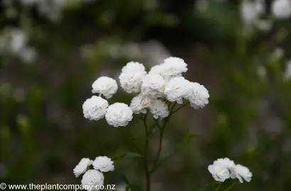 Achillea The Pearl with white flowers.