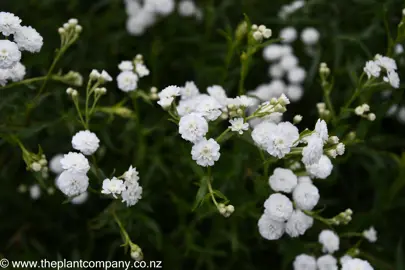 Achillea The Pearl with white flowers and green foliage.