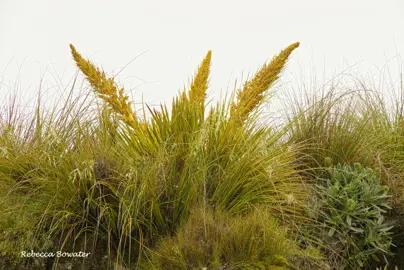 Aciphylla aurea grass with yellow flowers.