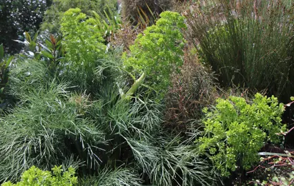 Aciphylla dieffenbachii plants with green flowers.