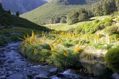 Aciphylla glaucescens plants with yellow flowers growing beside a stream.