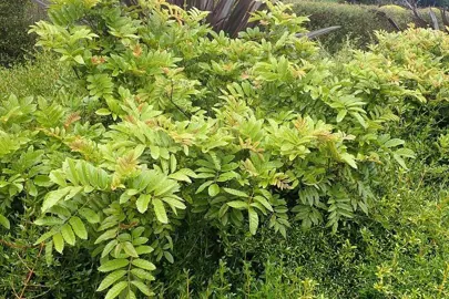 Ackama rosifolia shrub with lush green foliage.