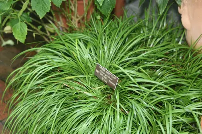 Acorus gramineus plant with green foliage.