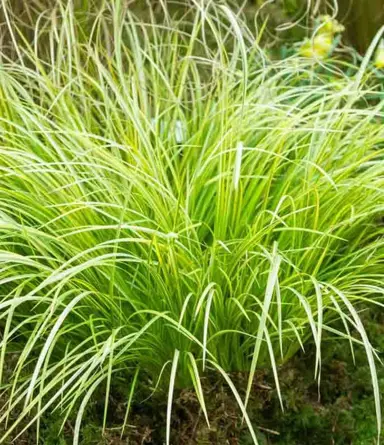 Acrous 'Mini Gold' plant with yellow-green foliage.