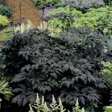 Actaea 'Hillside Black Beauty' plants in a garden.