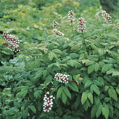 Actaea pachypoda plant with lush green foliage.