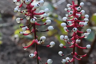 Actaea pachypoda berries.