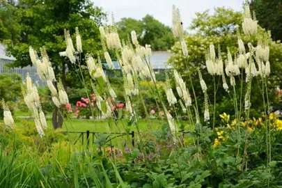 Actaea racemosa plant white flowers on lush plants.