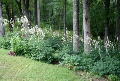 Actaea racemosa plant.