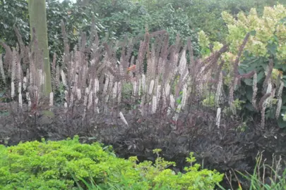 Actaea simplex atropurpurea plants in a garden with dark purple foliage.