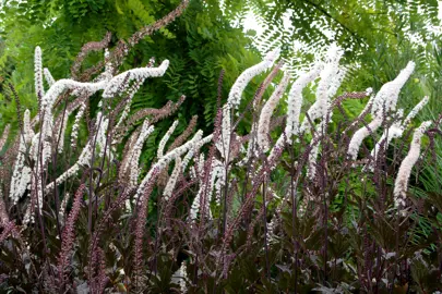 actaea-black-negligee-