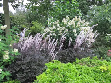 Actaea simplex 'Brunette' in a garden.