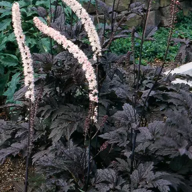 Actaea simplex 'James Compton' plant.