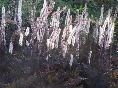 Actaea simplex 'Pink Spike' plants with pink flowers.