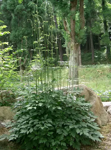 Actaea simplex plant.