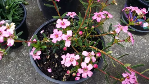 Adenandra fragrans plant with pink flowers.