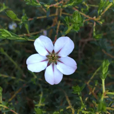 adenandra-uniflora-