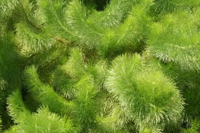 Adenanthos sericeus plant with fine, green foliage.