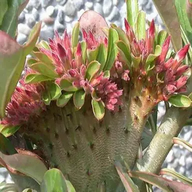 adenium-red-flabellate-