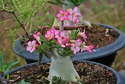 adenium-tiny-ding-dong-