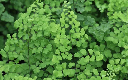 adiantum-aethiopicum-